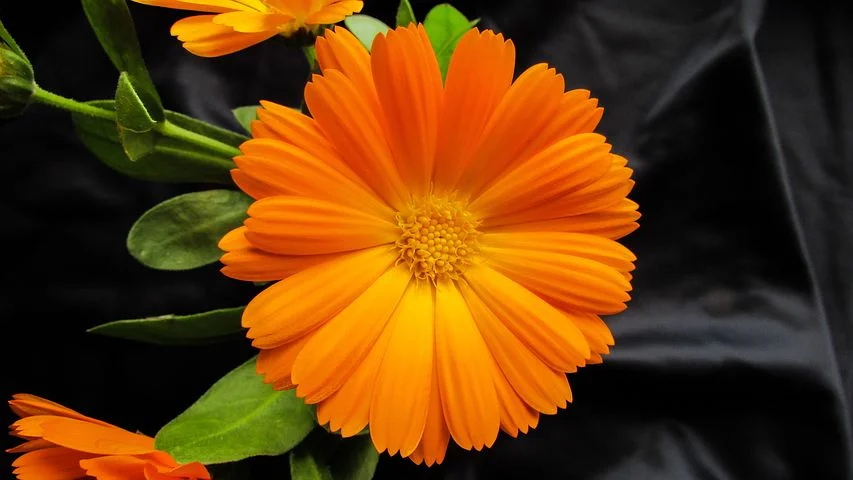 Taken in large enough quantities, this sweet flower, calendula, which is generally very safe to use, may be problematic for pregnant women.