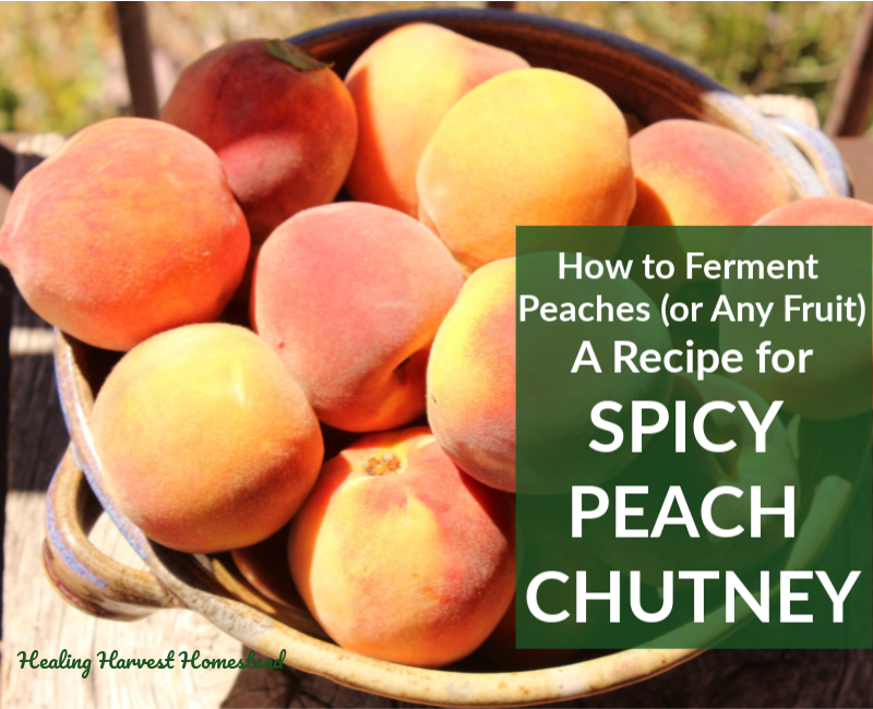 Fermented Cinnamon Peach Recipe: Spicy, Easy, and Delicious! (How to Ferment Peaches or Other Fruits with this Recipe)