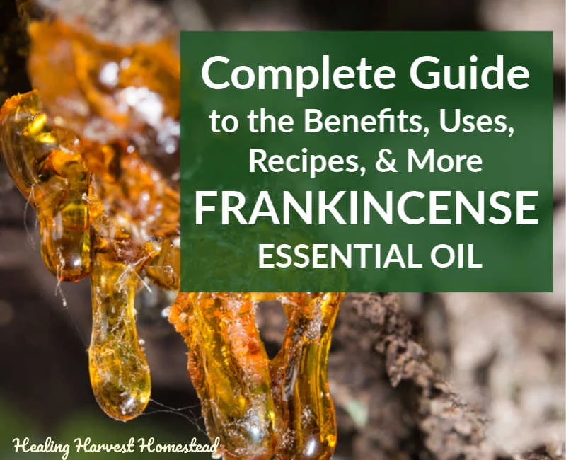 The Complete Guide to Using Frankincense Essential Oil: Benefits, Uses, Recipes, and More