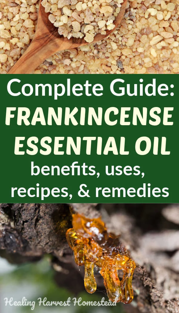 The Complete Guide to Using Frankincense Essential Oil Benefits, Uses