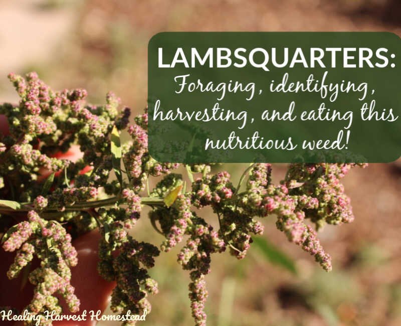 Survival Food to Forage: Lambsquarters