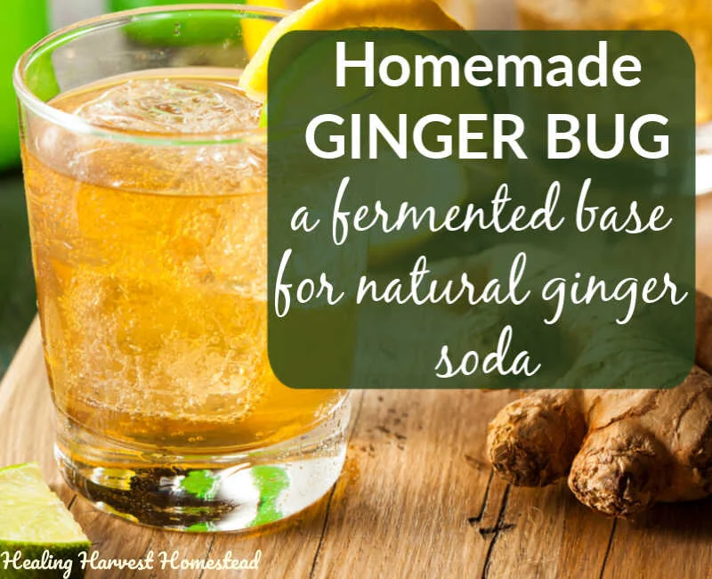 What is a Ginger Bug, and How Do You Make One? (Plus, Ways to Use It)