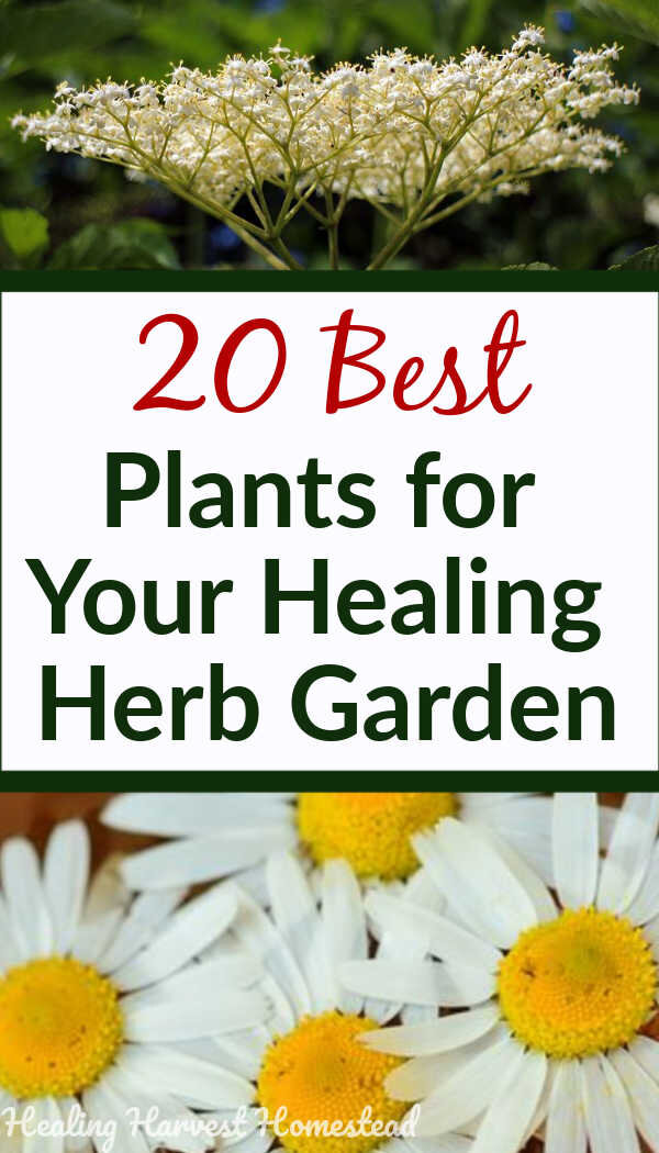 20 Easy Medicinal Herbs to Grow in Your Healing Garden — All Posts ...