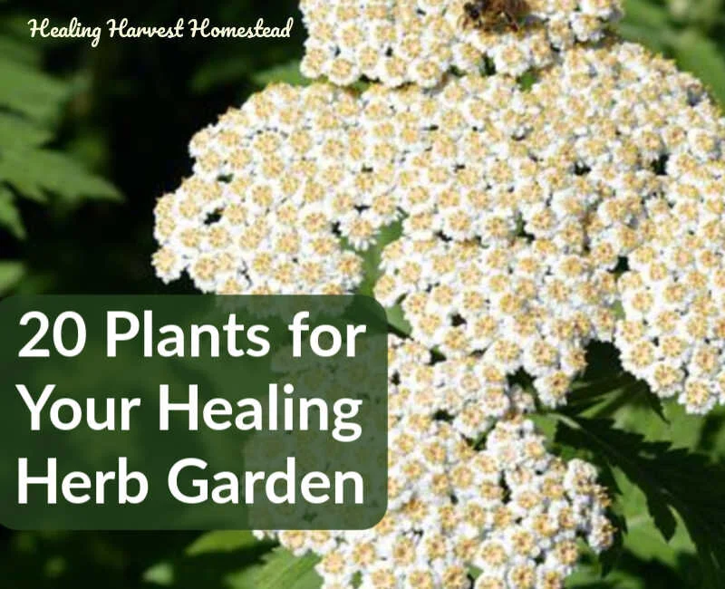 20 Medicinal Herbs to Grow in Your Healing Garden (Make Your Own Herbal Remedies with Plants You Grow!)
