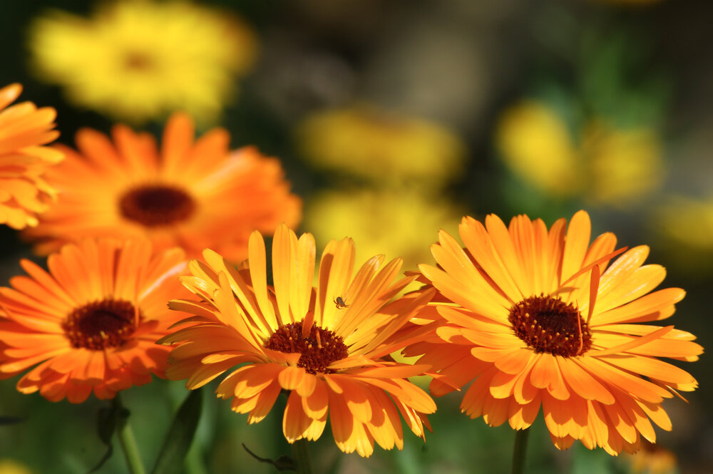 Calendula is sometimes confused with marigolds, but they are a completely different plant and genus.