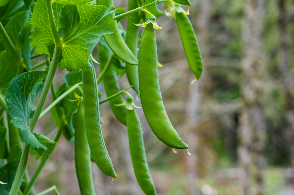 Pic Peas.jpg