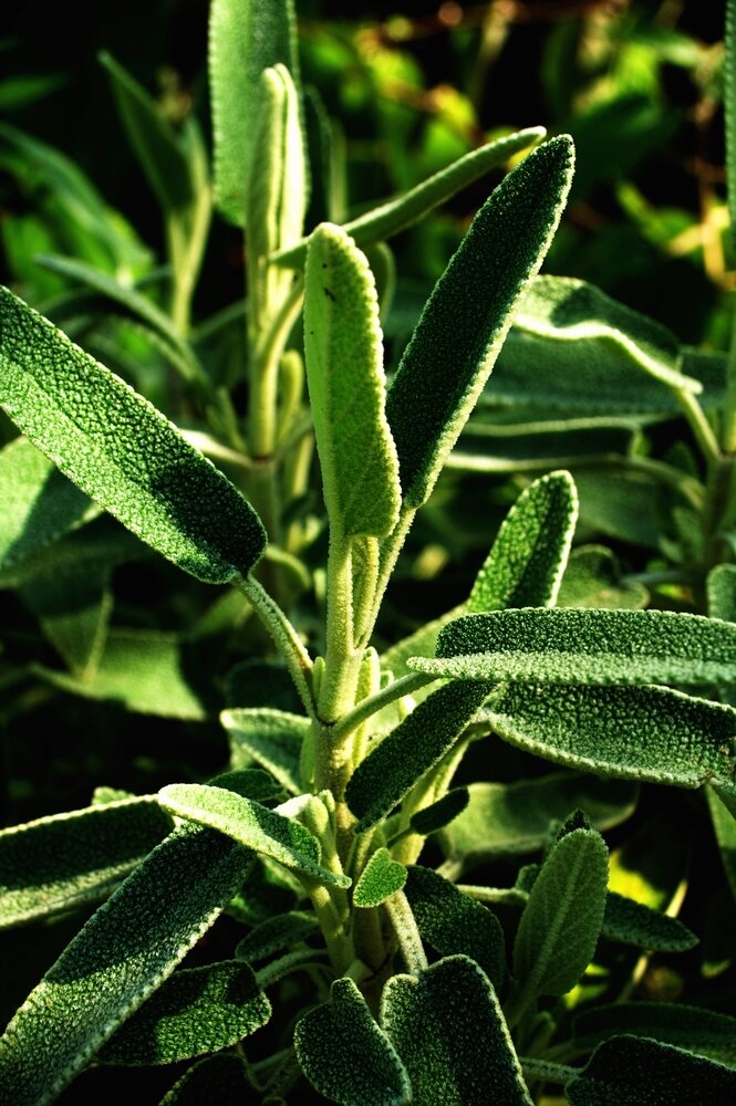 Sage, one of the aromatics, can be helpful in the garden for repelling certain unwanted pests.
