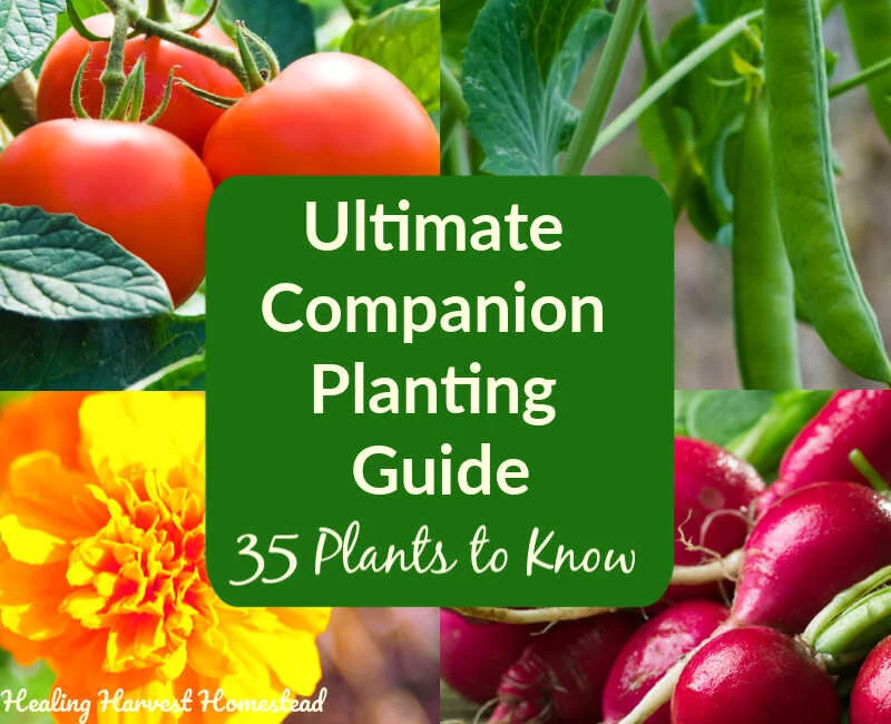 Complete Companion Planting Guide: Tips for Plant Friends and Foes in the Garden so You Can Decide What to Plant and Where