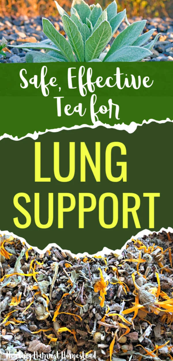 A Lung Support Tea You MUST Have in Your Home Apothecary...Helps With