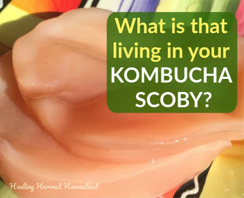 What is a SCOBY Made of? And What is in Your Kombucha? (The Secret Lives of Bacteria &amp; Yeast Living in Your Kombucha, Plus All the Other Stuff)