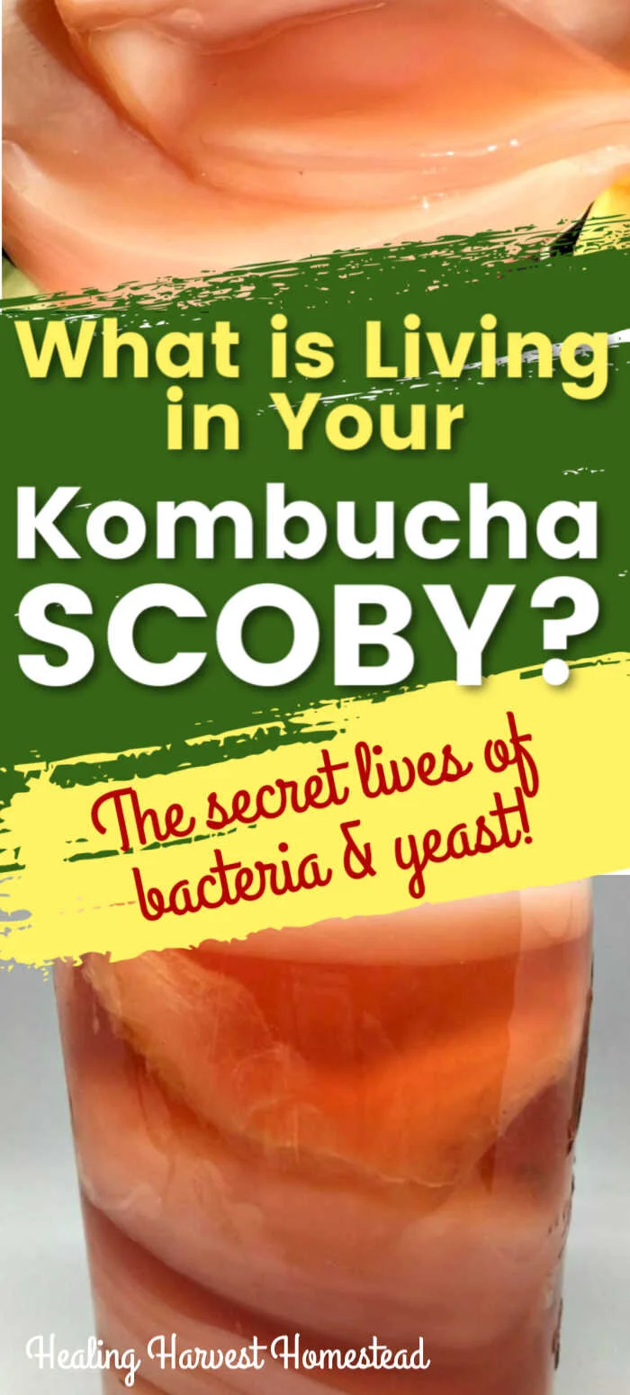 What is a SCOBY Made of? And What is in Your Kombucha? (The Secret Lives of Bacteria & Yeast