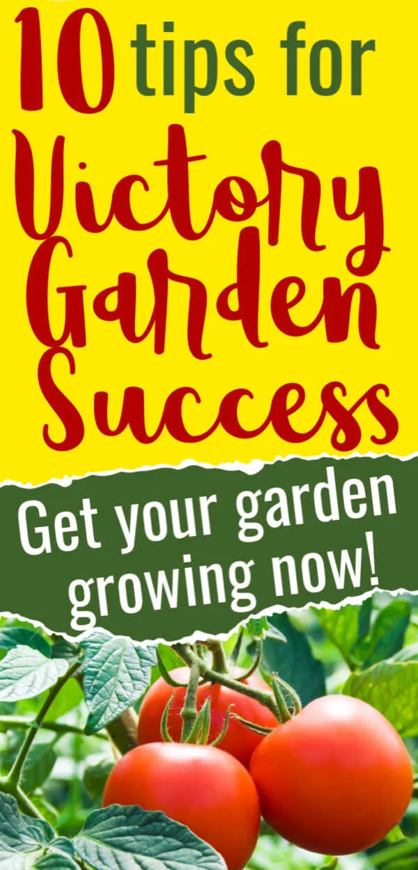10 Tips for Vegetable Gardening Success for Beginners (Tips All ...