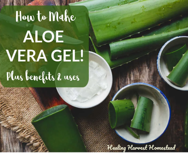 How to Make Your Own Aloe Vera Gel and 8 Ways to Use It (Plus, Facts About the Aloe Plant and Why You Need One)