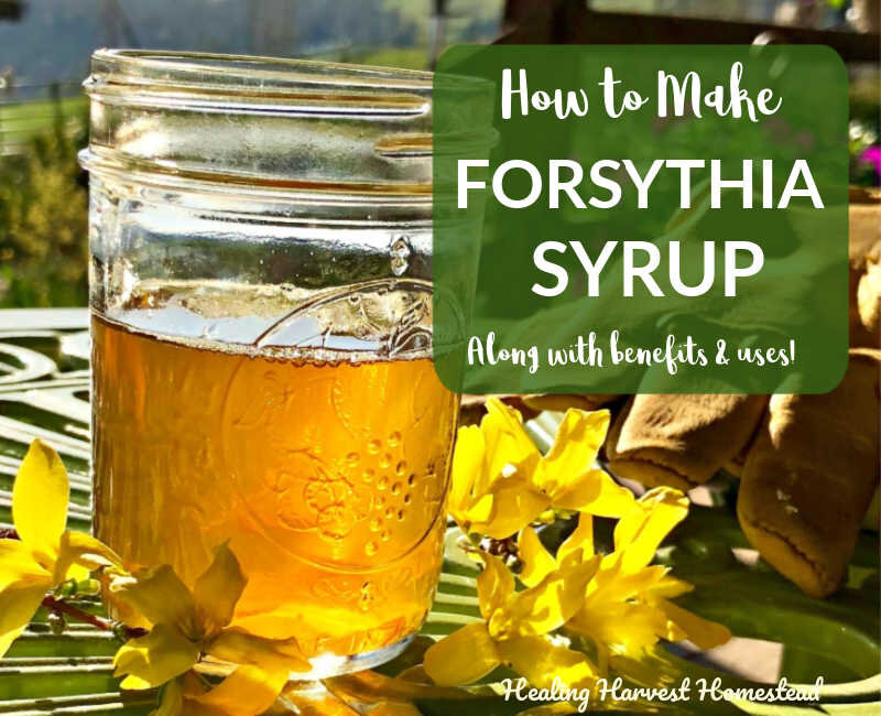 How to Make Forsythia Syrup: A Golden Foraged Springtime Delight!