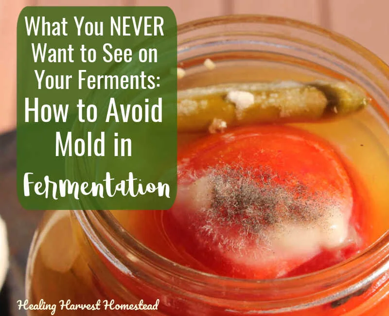 Mold: What You DON'T Want to See on Your Ferments! Tips for Preventing It for Delicious Veggies Every Time