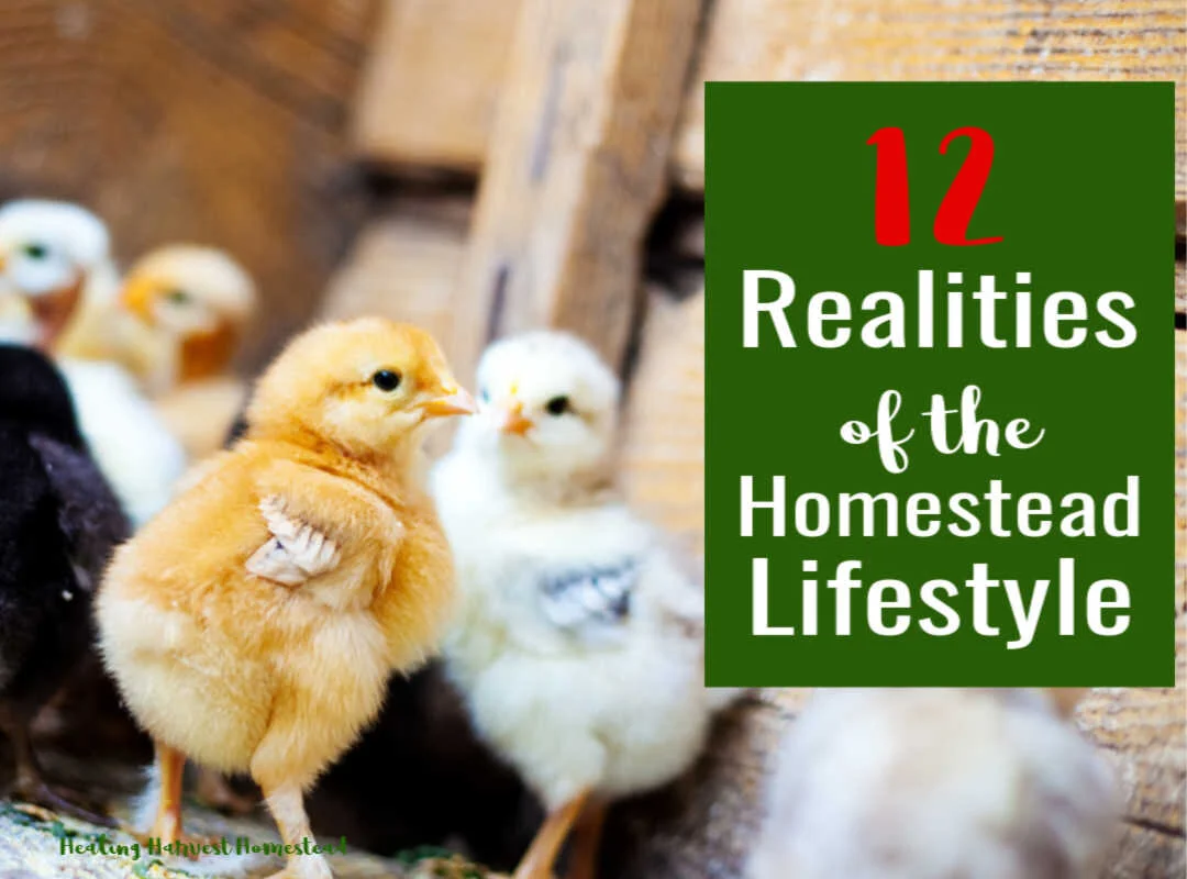 12 Realities About Homesteading You Need to Consider Before You Start (It's Not All Fun &amp; Glory)