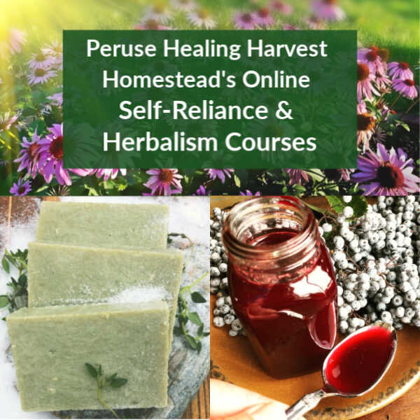 Check out The Healing Harvest Homestead School of Herbalism and Traditional Skills.  Just click here for more information.