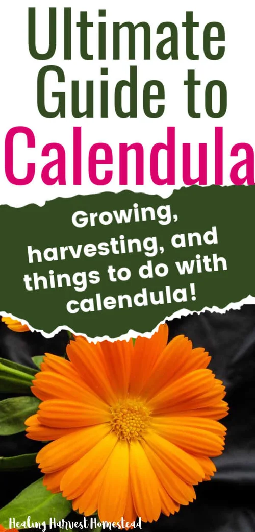 The Ultimate Calendula Flower Guide — All Posts Healing Harvest Homestead