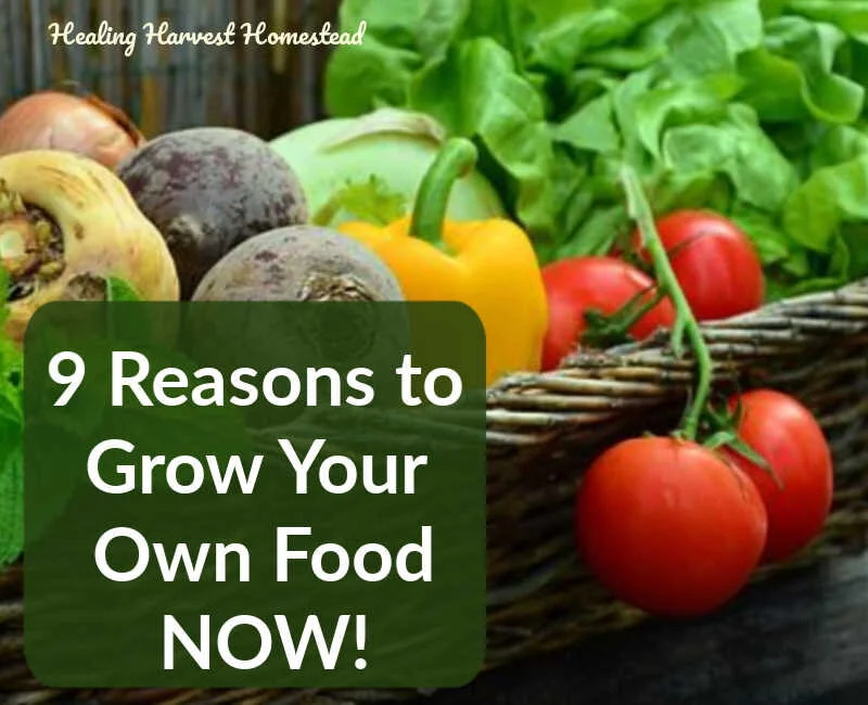 Why You Need to Grow (at Least Some) of Your Own Food! Get Your Personal Victory Garden Going NOW