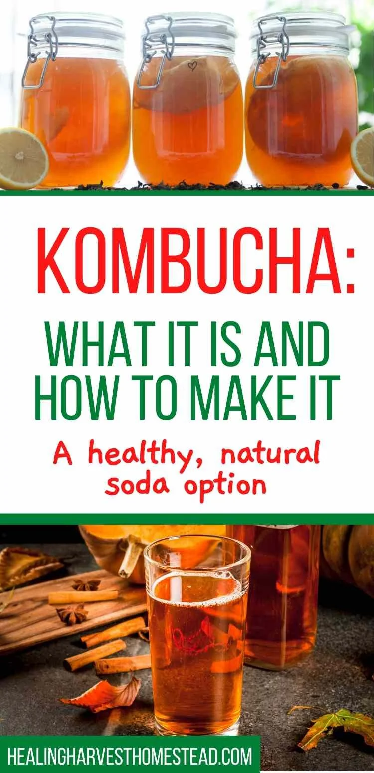 Pin Kombucha.jpg