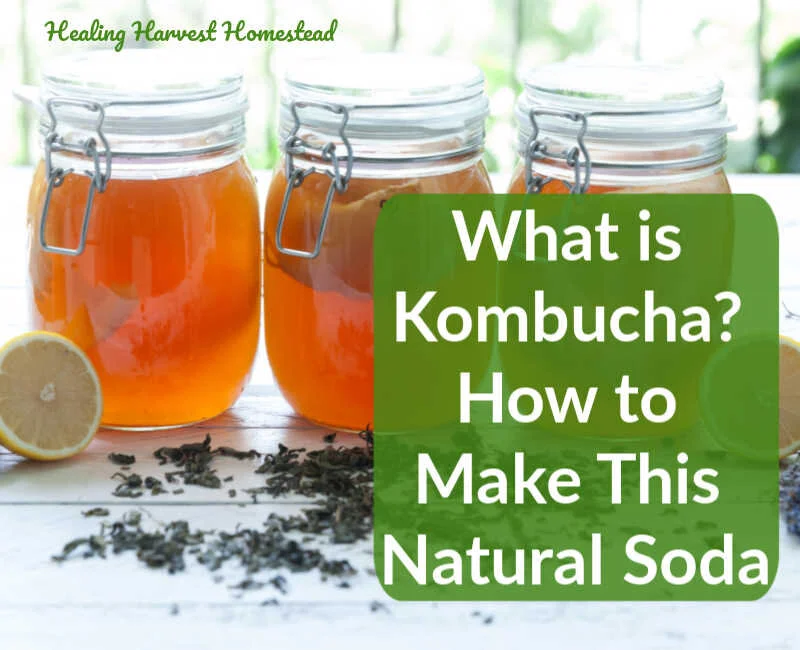What is Kombucha and How to Make This Delicious Fermented Soda