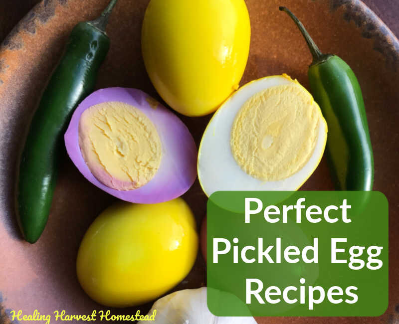 Perfect Pickled Eggs and BEST Recipes for Pink &amp; Yellow Pickled Eggs (How to Preserve Eggs)