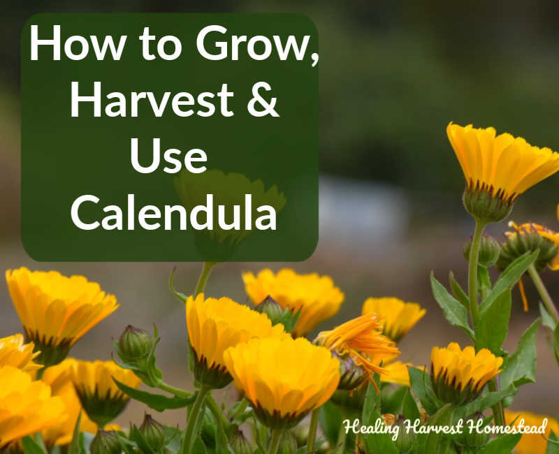 How to Grow, Harvest, and Use Calendula Flowers in the Apothecary and Kitchen