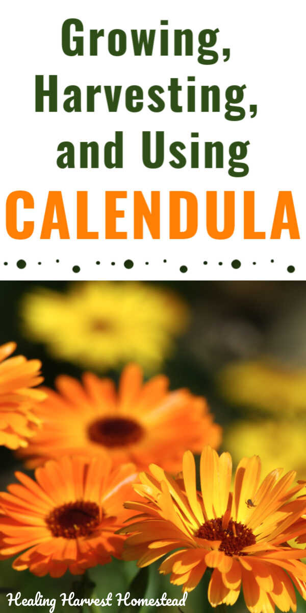 Harvesting and Drying Calendula