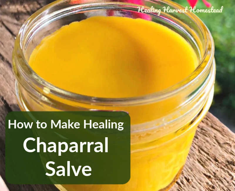 How to MAKE CHAPARRAL SALVE---And Why Everyone Needs It in Their Home!