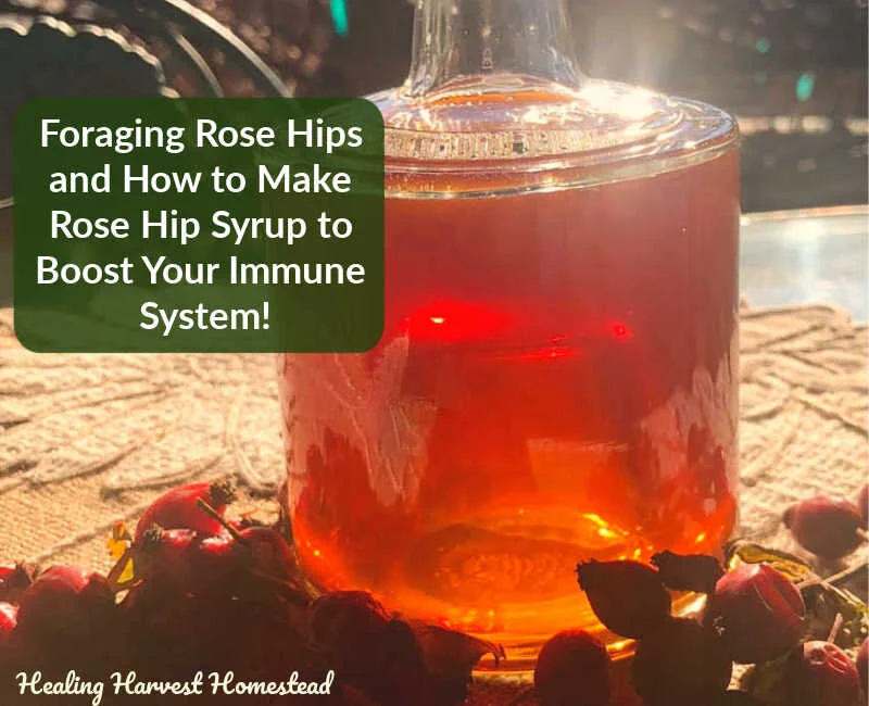 How to Forage Rose Hips and a Recipe for Rose Hip Syrup (Plus What to Use it For)