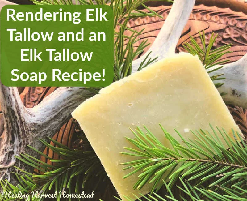 How to Make Elk Tallow and Use It to Make Homemade Elk Tallow Soap