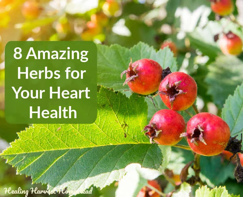8 Herbs for Your Heart!  Herbs that You Can Use Daily to Keep Your Heart Healthy