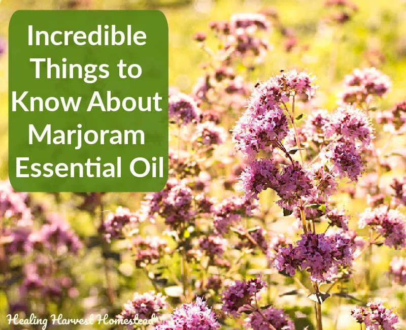 11 INSANE Things You MUST Know About MARJORAM Essential Oil (Why You Need it in Your Home!)