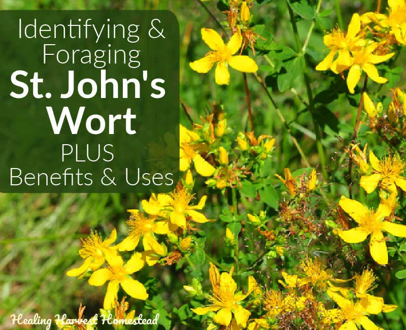 Foraging and Identifying St. John's Wort and How to Make St. John's Wort Oil