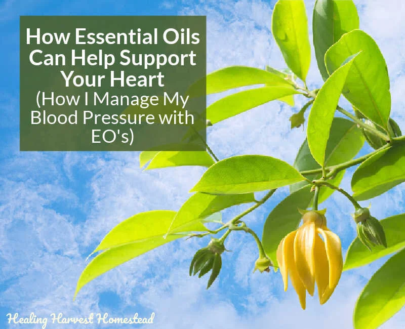 Effects of Essential Oils on Hypertension: Essential Oils That are Helpful for High Blood Pressure, Science-Based