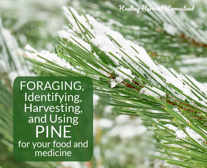 Foraging, Identifying, Harvesting and Using Pine for Your Wellness