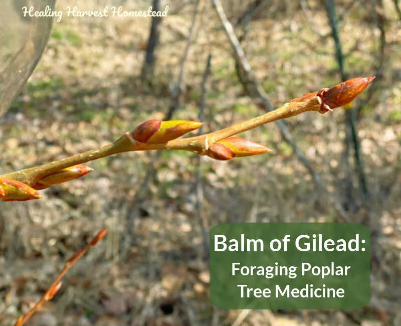 Make Cottonwood Bud Infused Oil and Ethanol Tincture