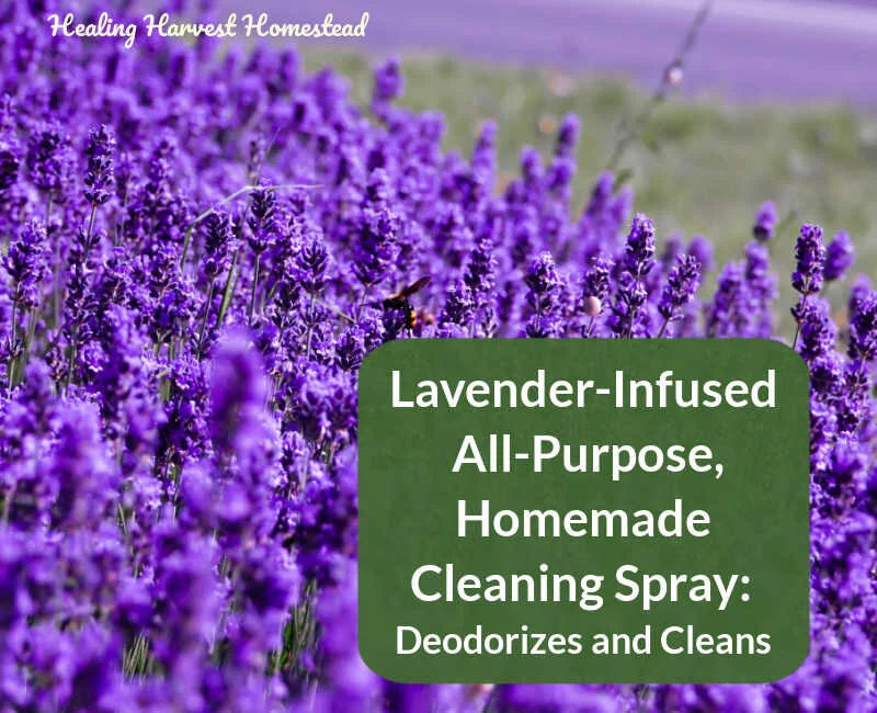DIY Natural Lavender Infused Homemade Cleaning Spray...Disinfects, Smells GREAT! 