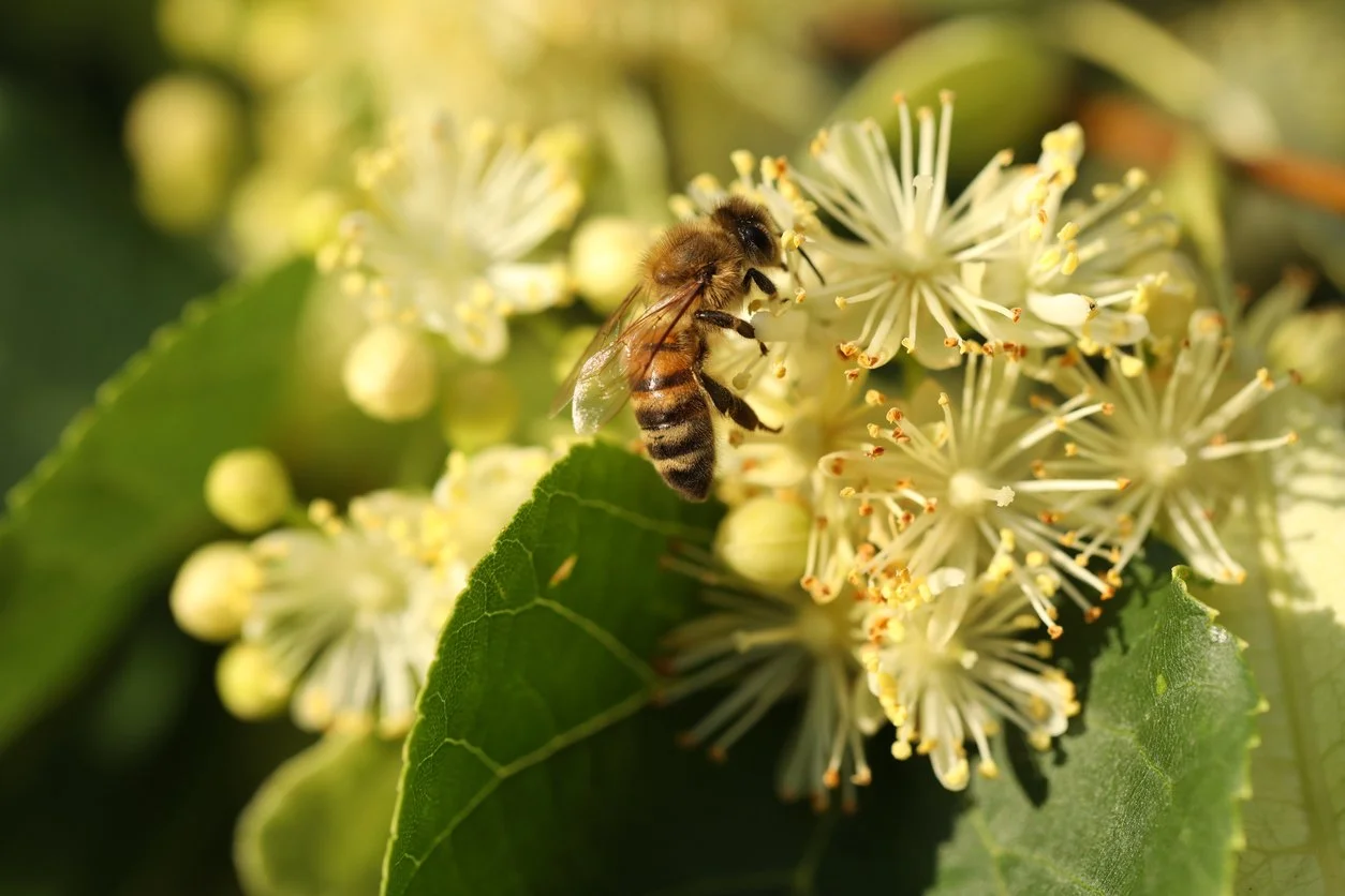 An Happy Herb for Mood: Linden (Tilia spp)