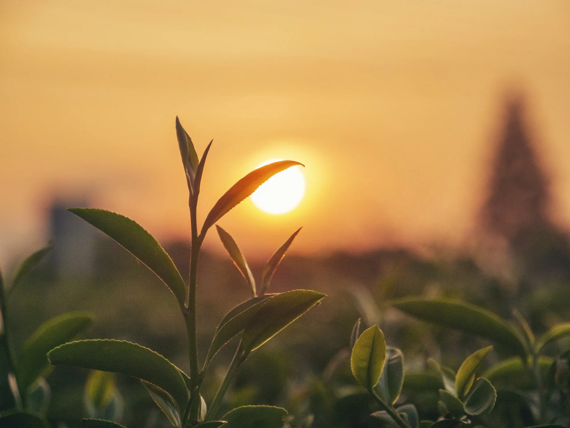 Western Herbalism: What Do We Call Qi, Ojas, or Prana? 