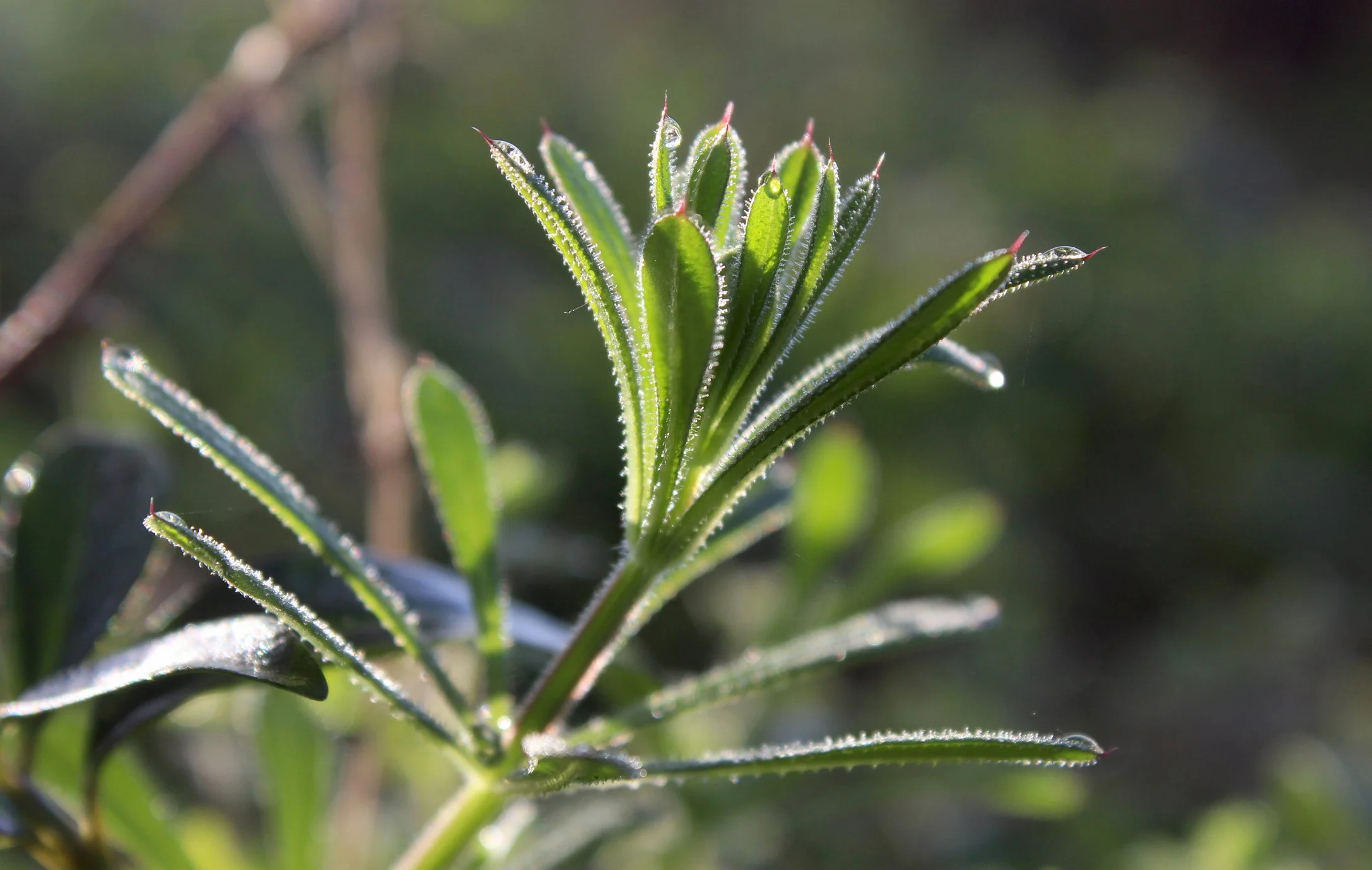 Cleavers (Galium aparine): A Favorite Herb I Harvest Each Spring