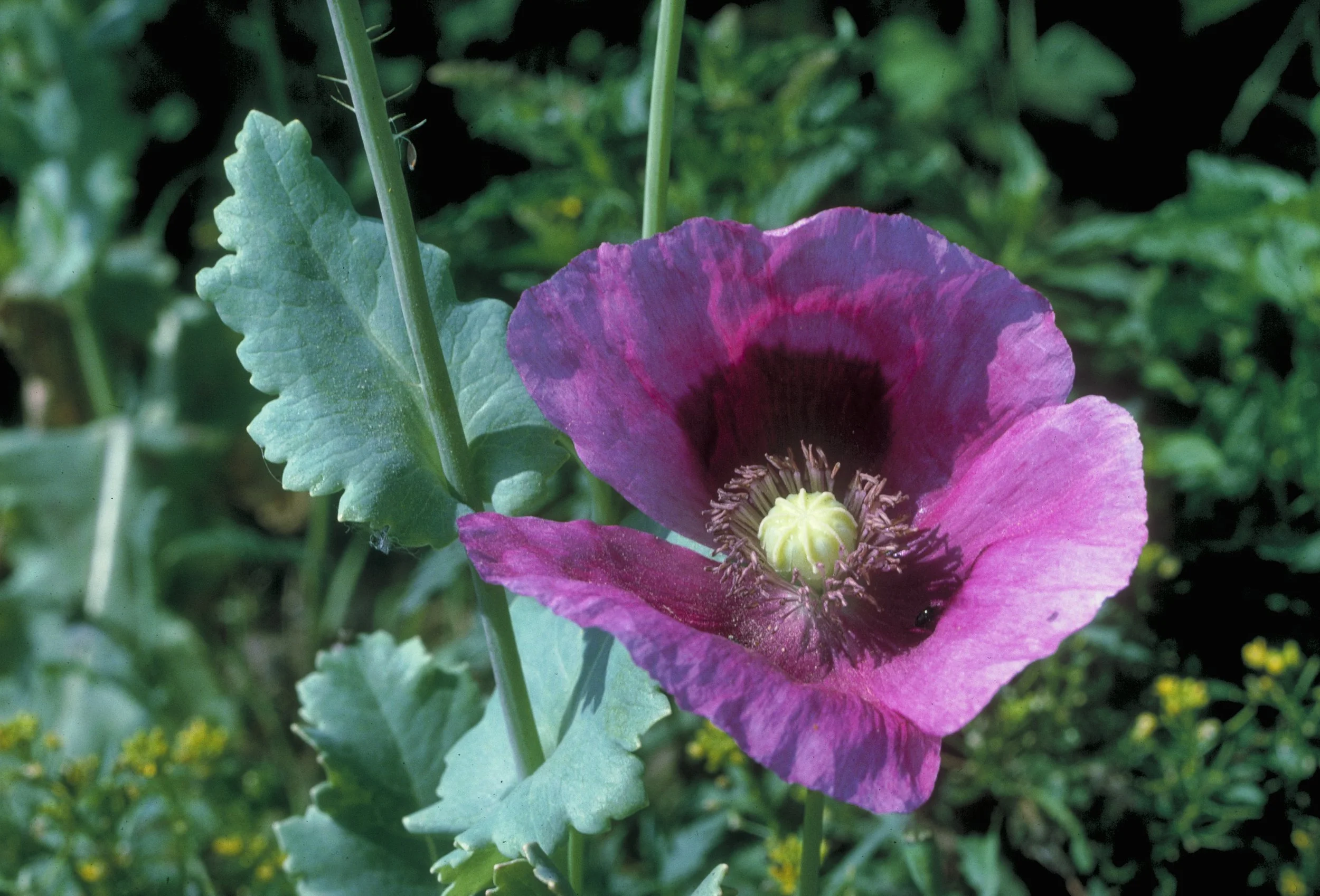 Is Wild Lettuce (Opium Lettuce) the Same as Opium Poppy (Bread Poppy)?