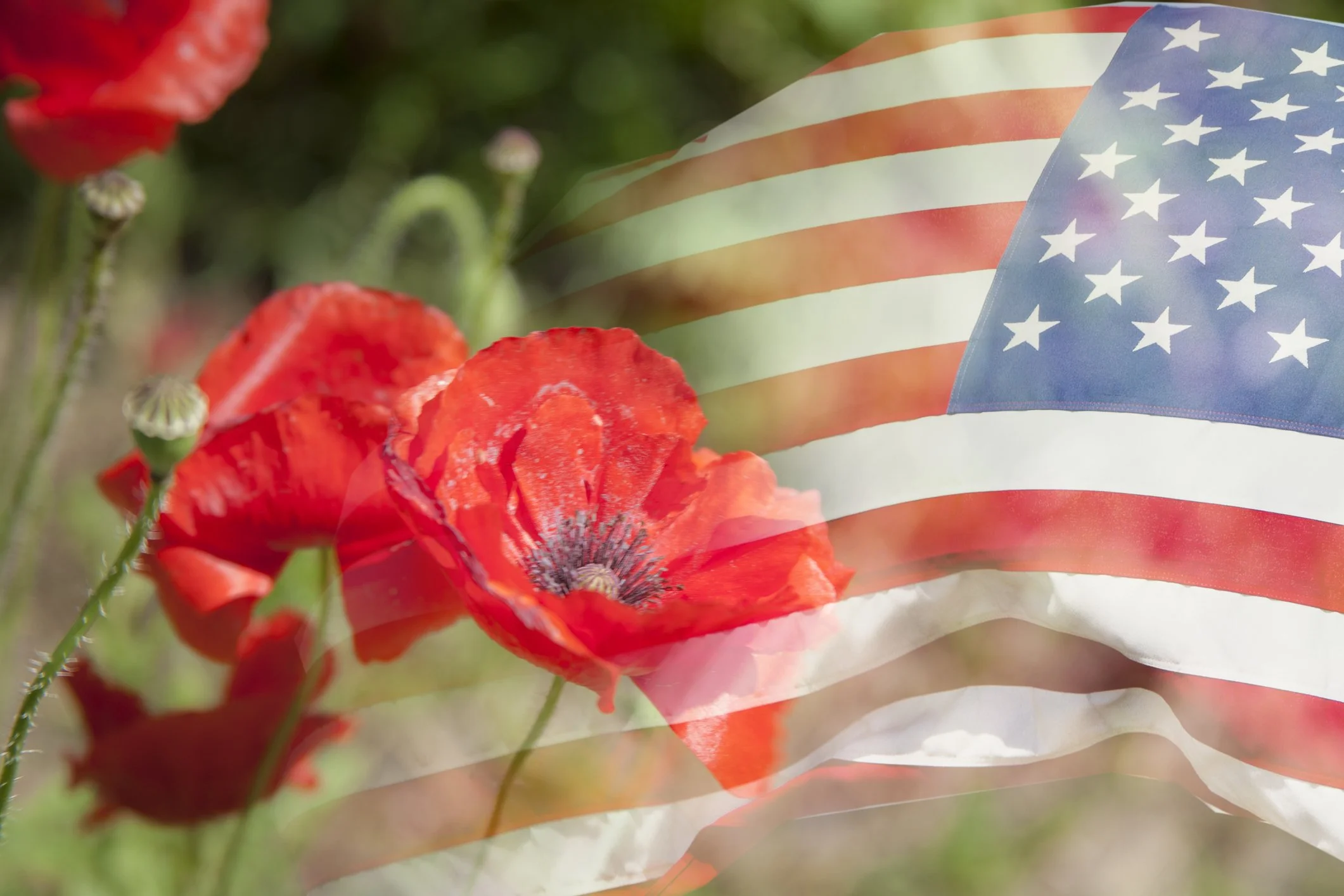 Memorial Day Thoughts and an Herbal Tea Blend for Remembrance