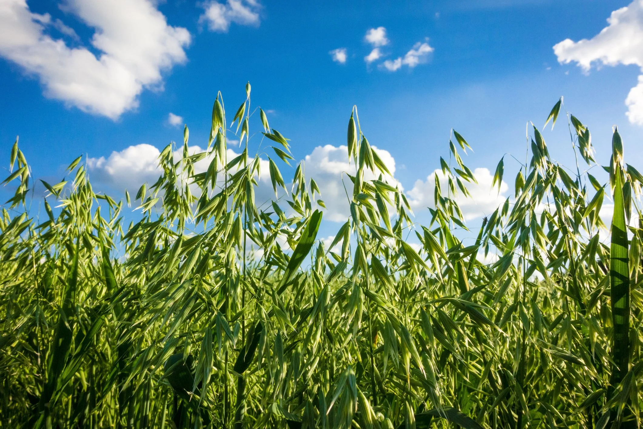 Benefits and Uses of Milky Oats: A Guide to Nervine Trophorestoratives