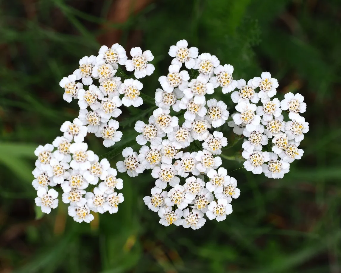 Foraging and Using Yarrow (Achillea millefolium)