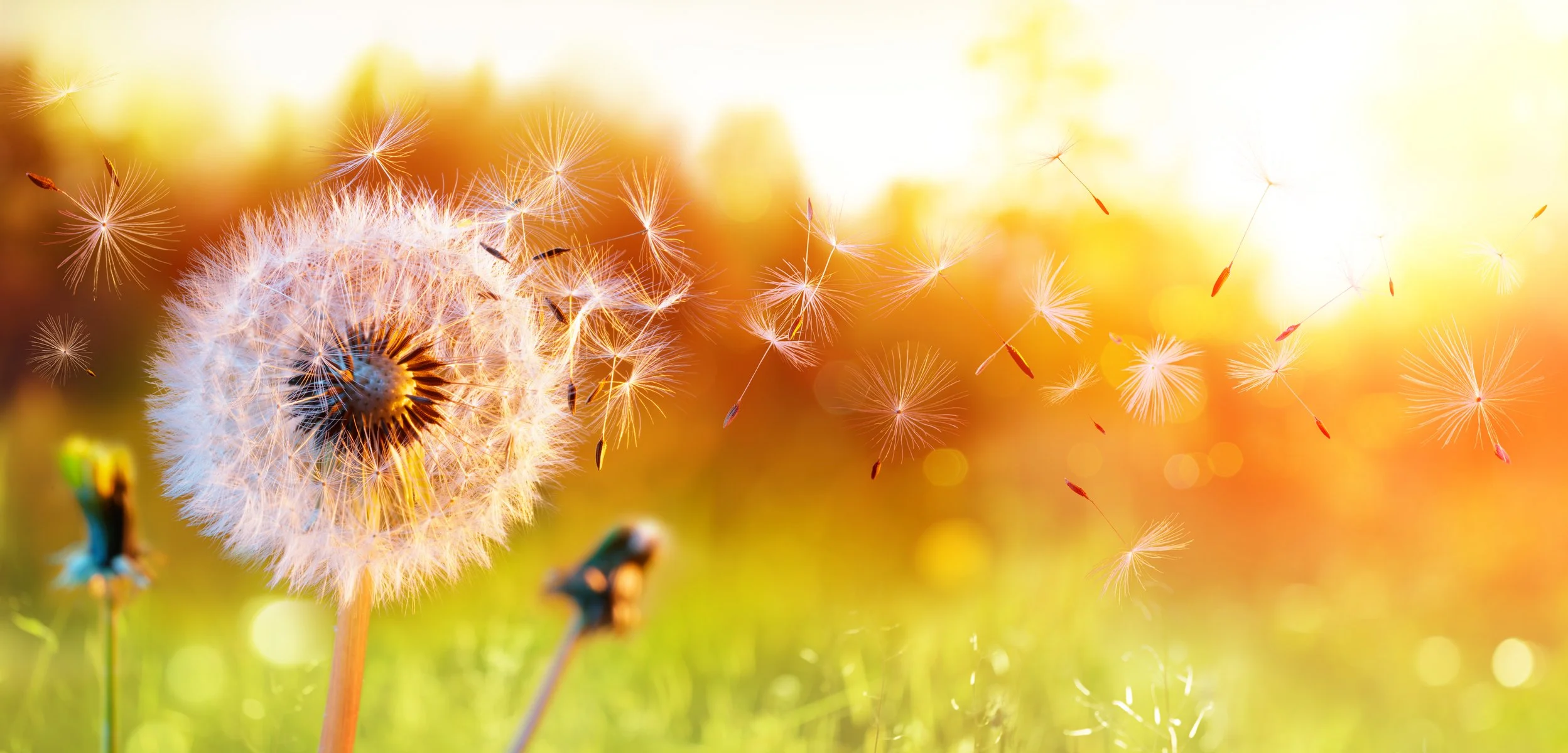 Identifying and Foraging Dandelions: The Perfect Survival Food and Medicine (Benefits and Uses)
