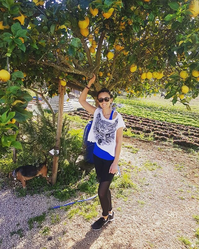 Ibiza in winter is so beautiful... check out that lemon tree! Amazing 🍋 Lovely lunch at @canmusonibiza post-workout (tough leg workout today - thanks to @bodycoachibiza_roland_ 💪) followed by a walk around the farm. Feel well-fed and refreshed now!