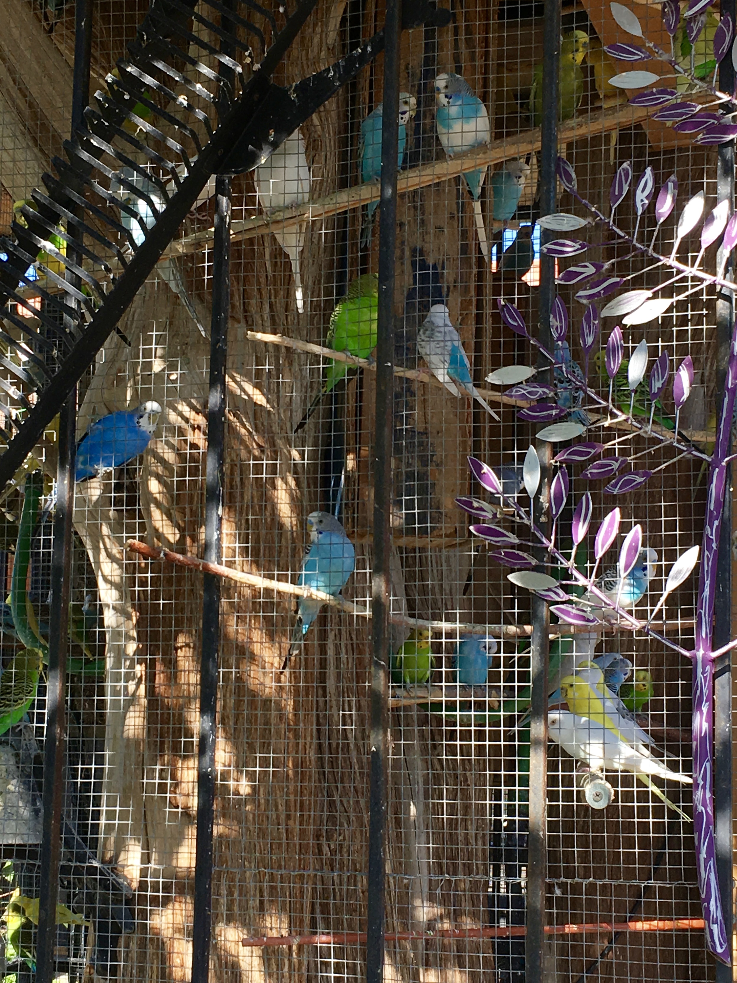 This is one of several outdoor aviaries at a house in Dunbar Spring.