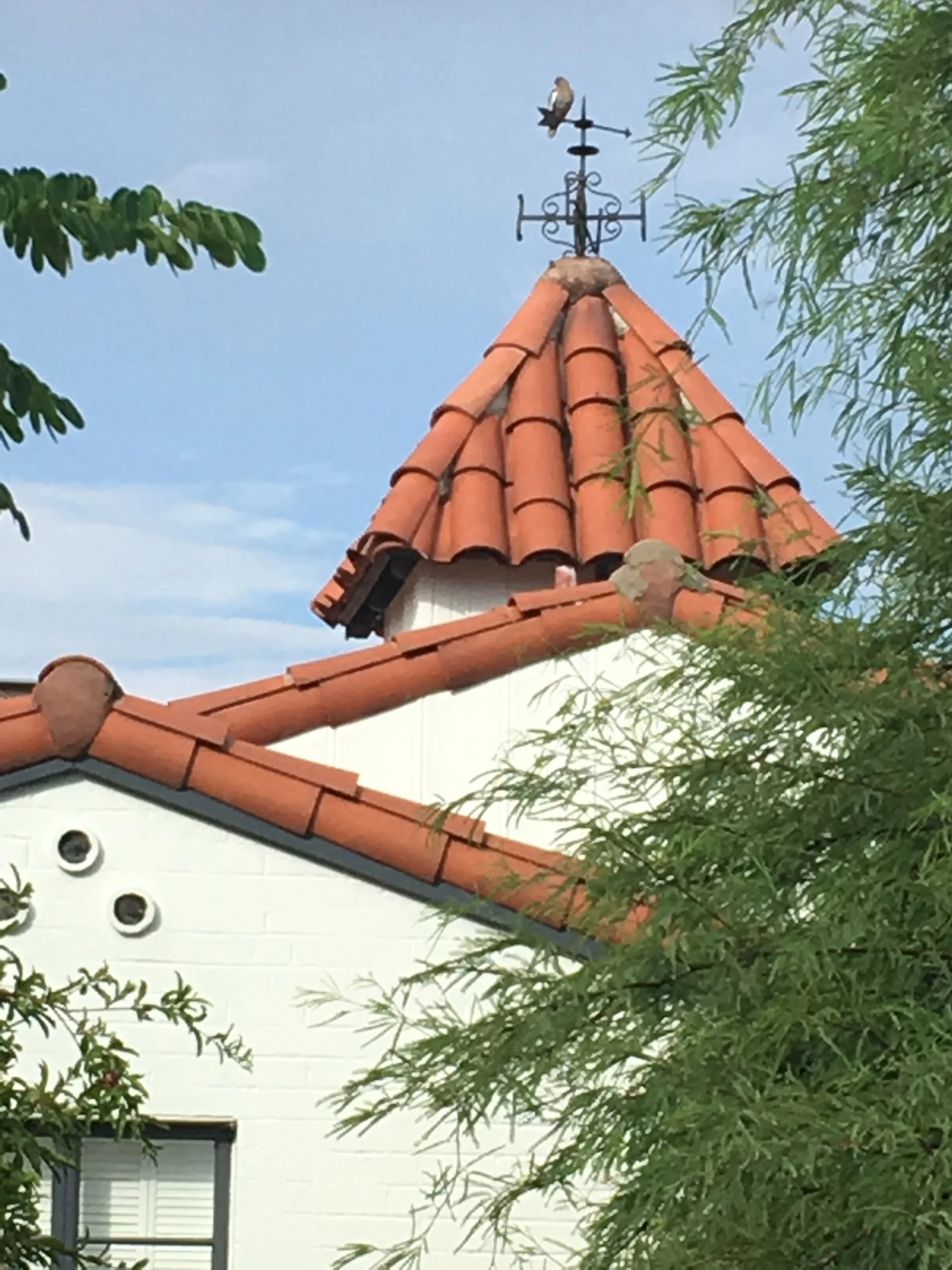 Geez, is that a pigeon in the Catalina Vista neighborhood? I hate pigeons. 