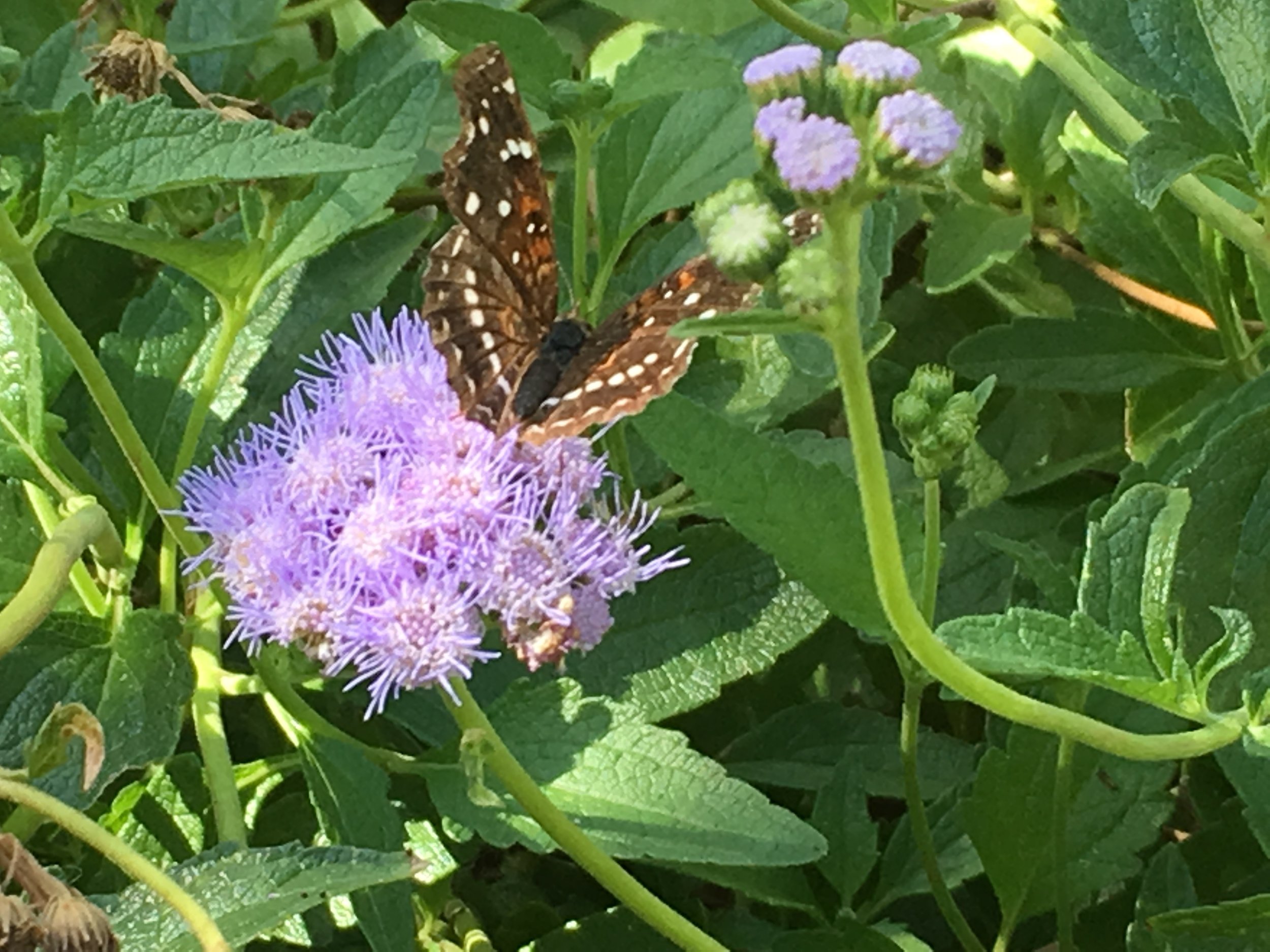 I think this is called blue mist, aka conoclinium coelestinum. There's a Southeast Arizona Butterfly Association, whose members report what they've spotted. A group identified 48 species on a recent trip to Sycamore Canyon near Nogales.